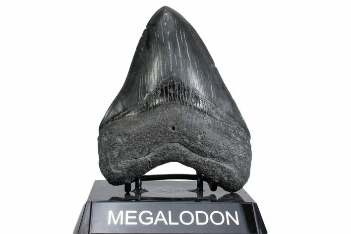 Serrated, Fossil Megalodon Tooth - South Carolina #380128